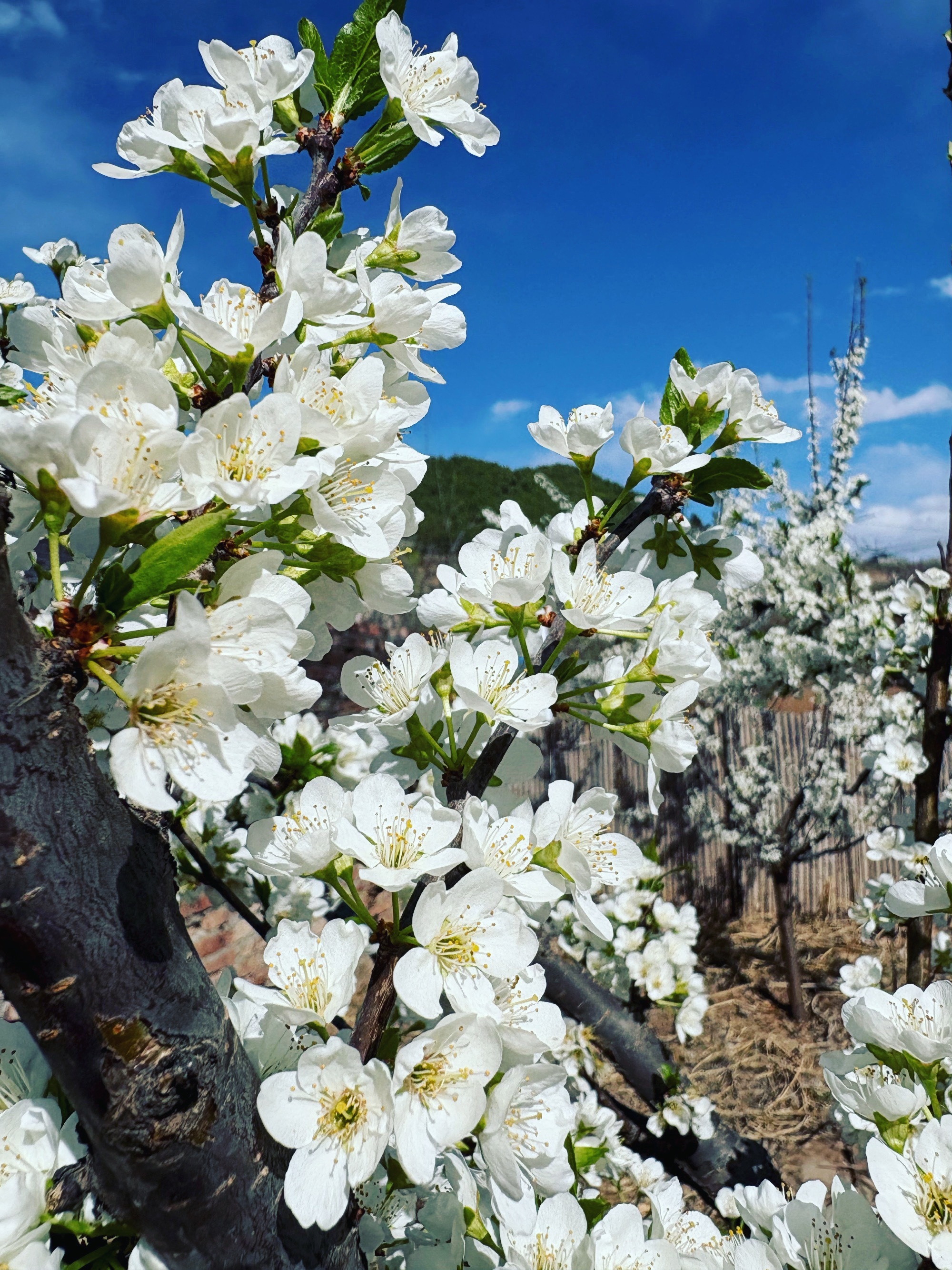 我的花园我的猫和人生的气，我都会在植物、猫咪和画画这里得到疏解。 
