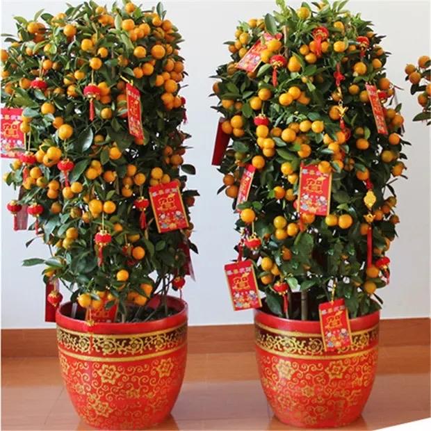 南宁年宵花卖爆！花市藏三重惊喜，一站式囤年味还能拍爆款大片

谁懂南宁人的过年仪