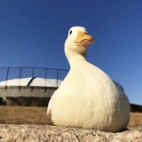 吕帆爱读教育