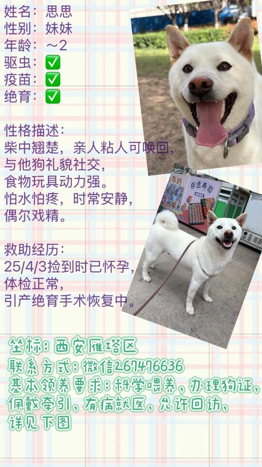坐标西安！这么可爱的狗狗怎么办！