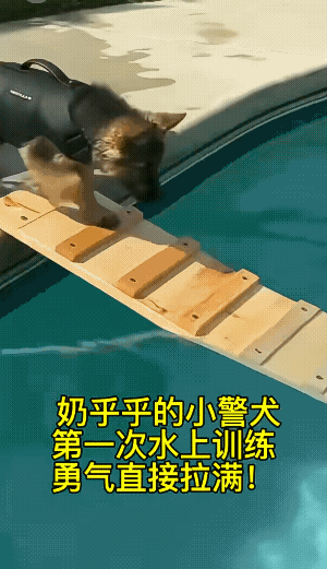 小警犬从小就开始正规训练，长大才能成为无言的英雄，听从指挥![比心]