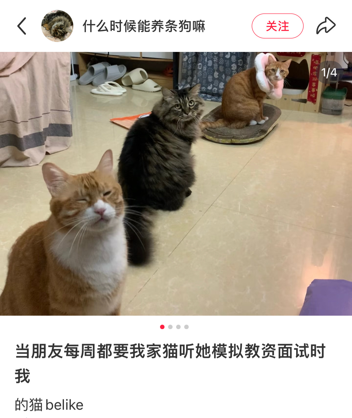 小猫上课也打哈欠 