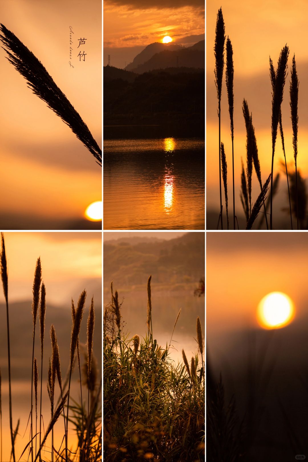 夕阳下的“芦竹”|交换一张近期的风景照