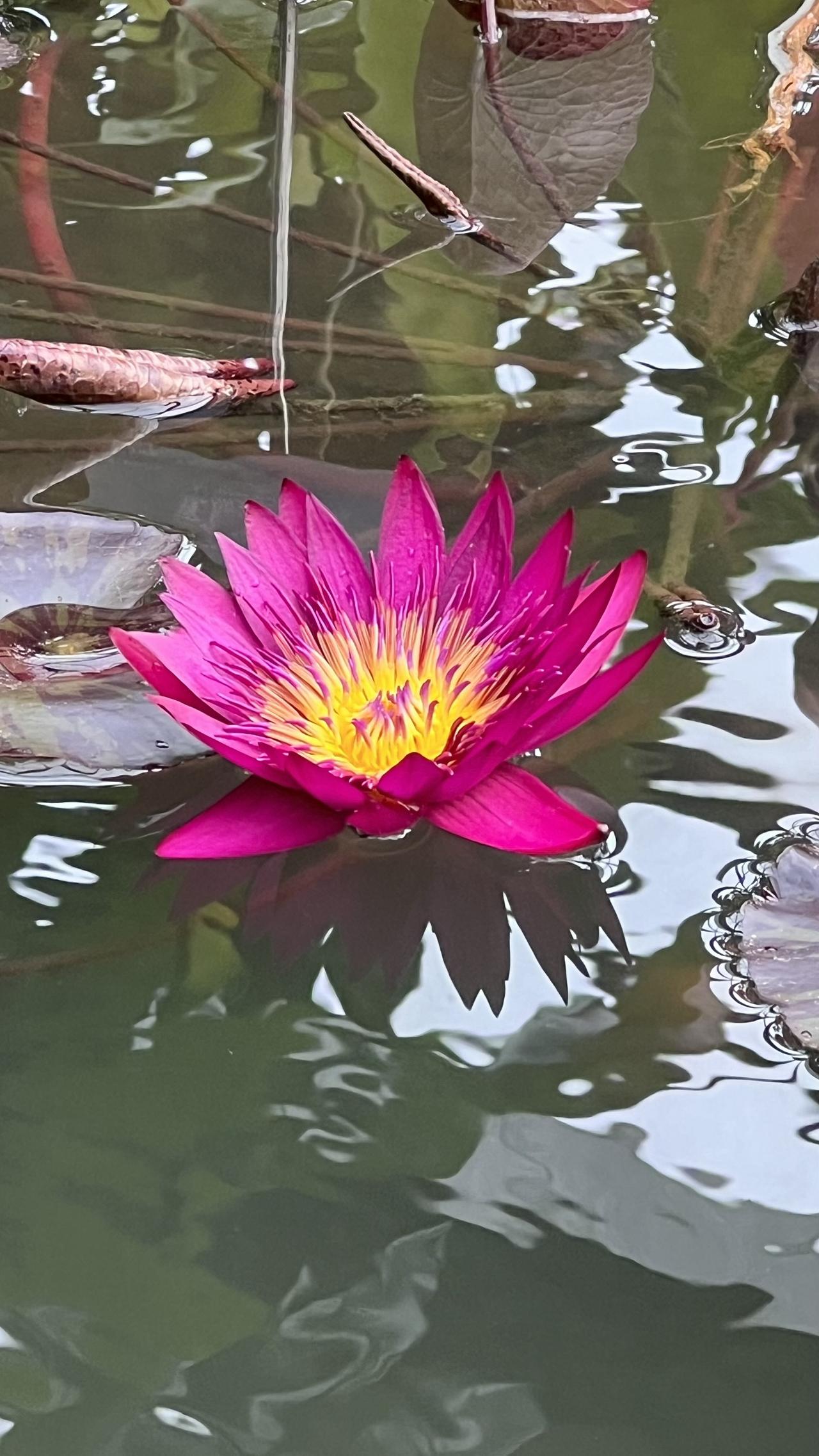 随手一拍的花朵有多美