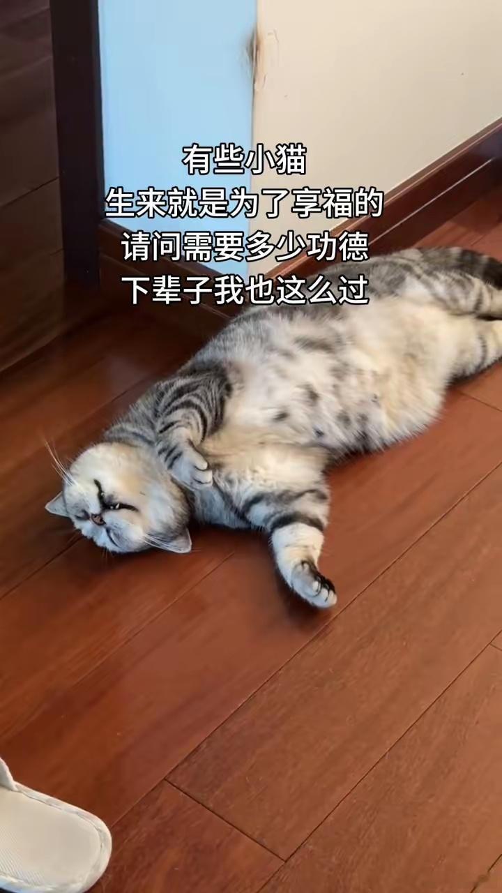 有些小猫生来就是为了享福的，请问需要多少功德？下辈子我也这么过，太舒服了。 ​​