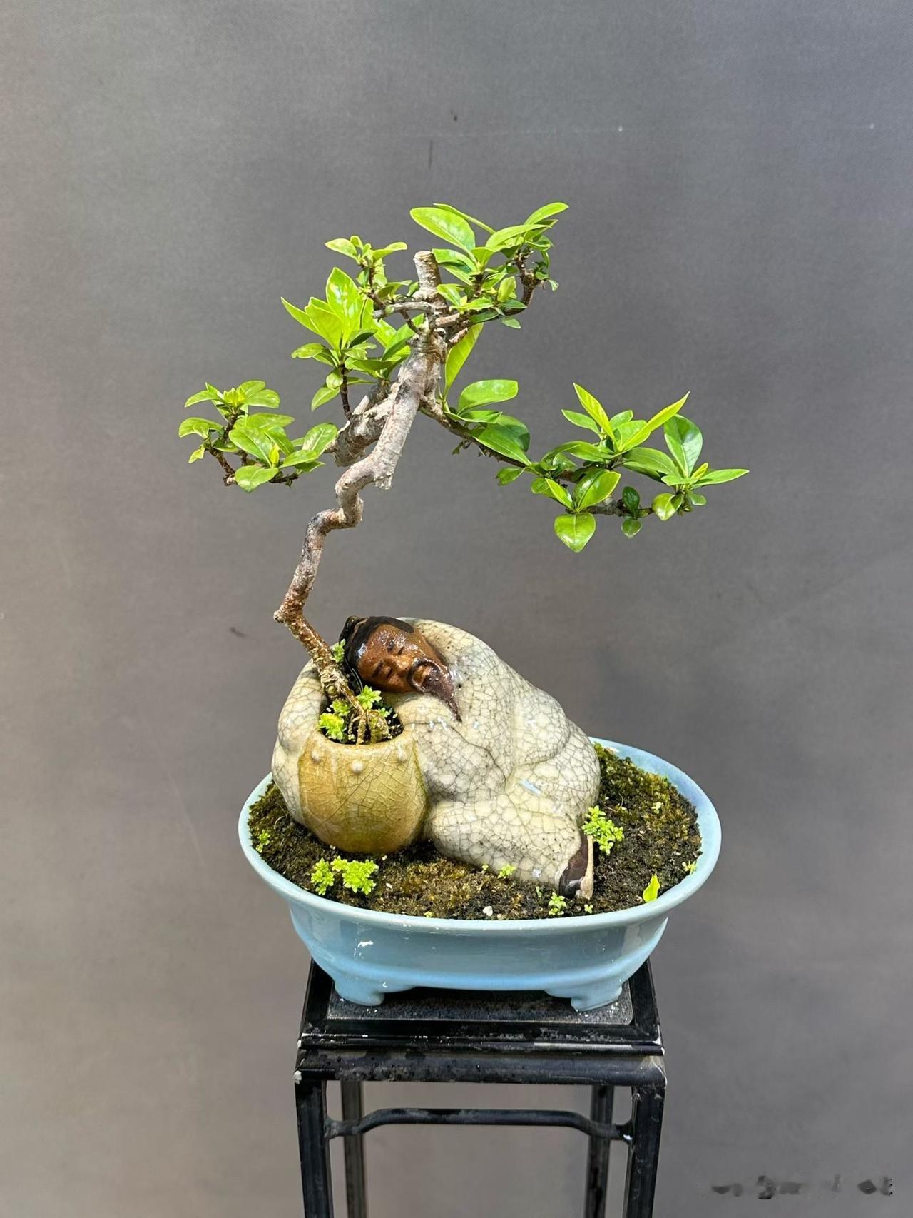 茶台盆景__栀子花淡香栀子花