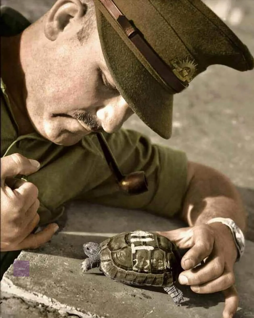 1944年，在新不列颠岛，一名澳大利亚士兵抽着烟斗在和他的宠物龟“蒂姆...