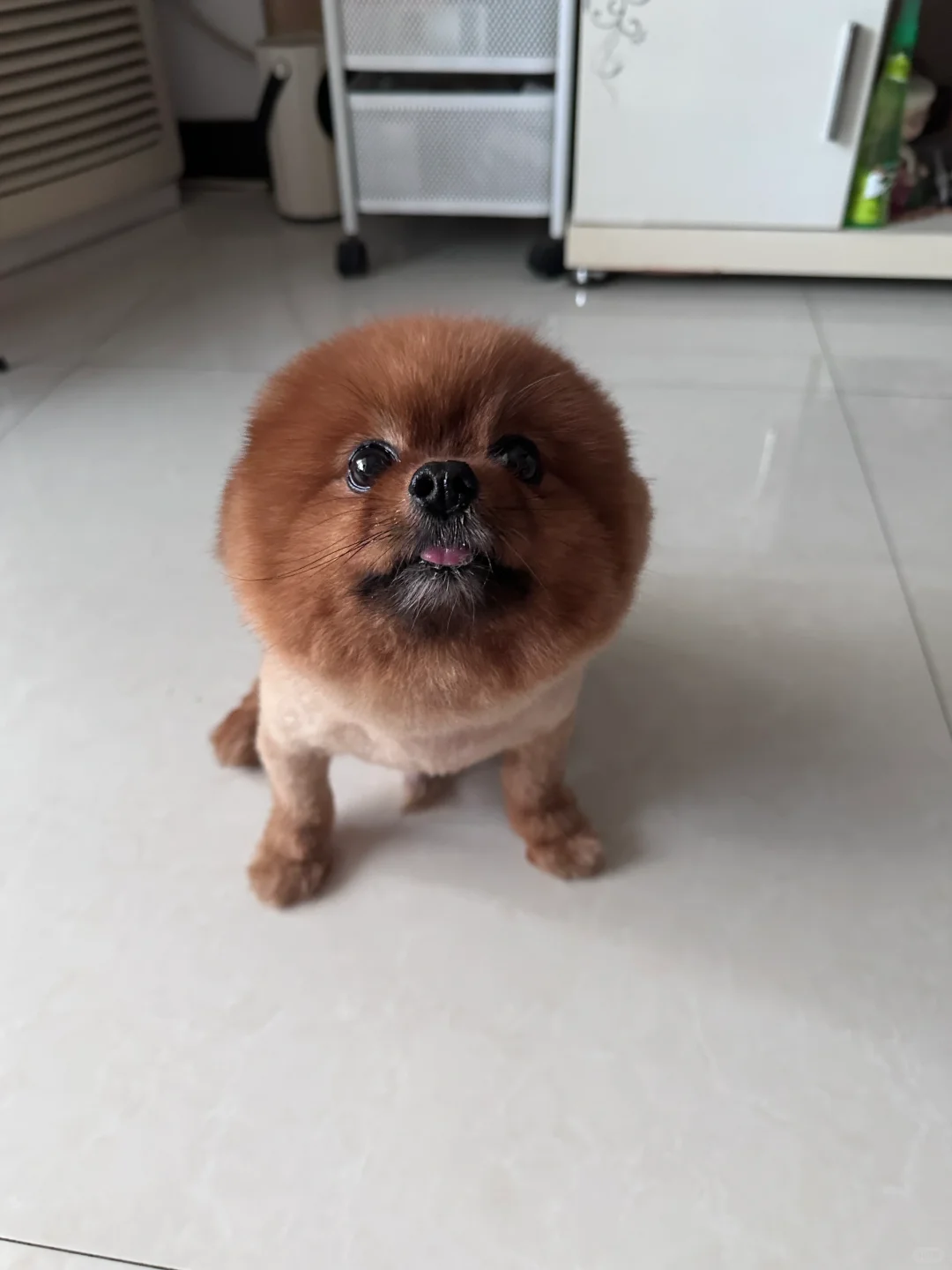 一害怕就变小海豹🦭