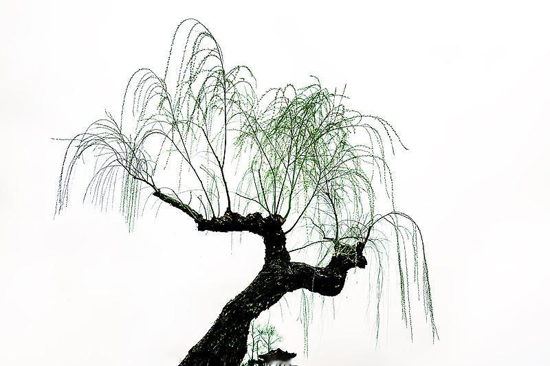 狂风暴雨（动极）吹不垮一棵弯下腰的柳树（柔），却能把笔直的橡树（刚）连根拔起。柳