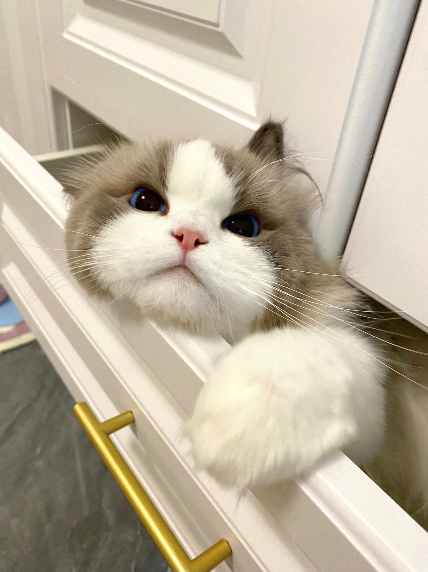 气炸了 什么时候学会多抽屉了？！睡前突然意识到不大对劲 才发现奶米不在...