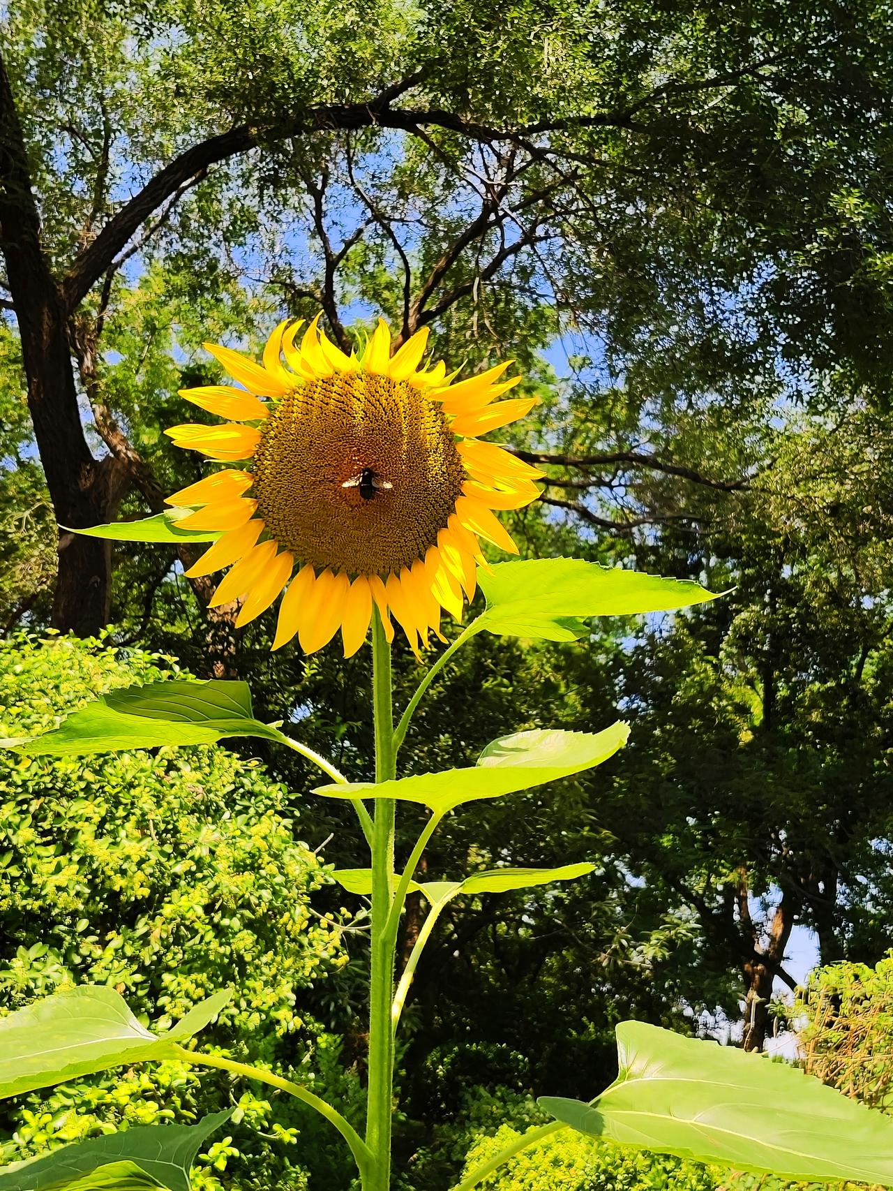 泉城公园里的向日葵，一种向阳而生的花，是儿时记忆最深的一种花之一。五六十年代，普