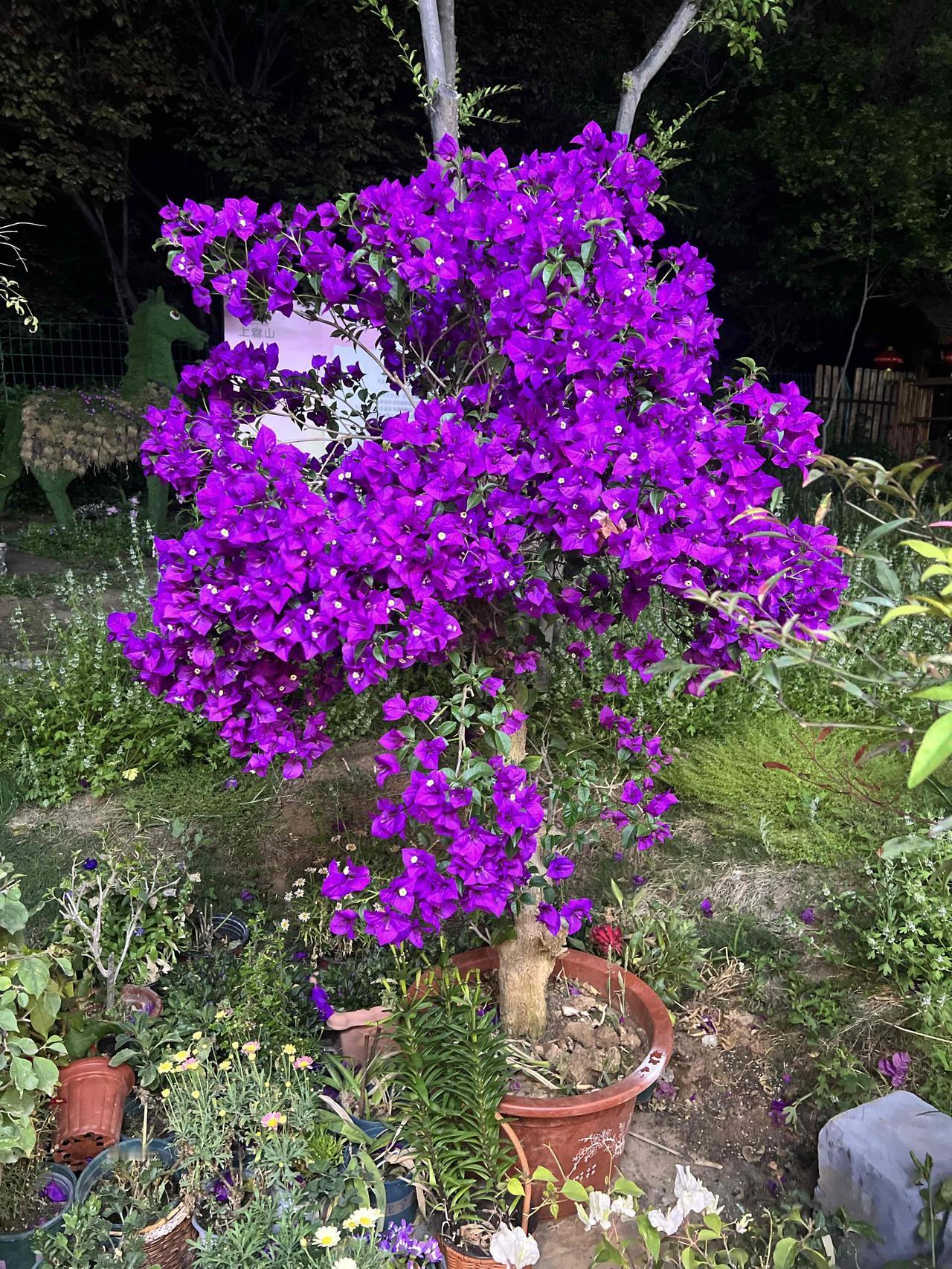 齐鲁新德比：山东泰山主场迎战青岛西海岸，这场比赛堪称难兄难弟间的较量。此前山东泰