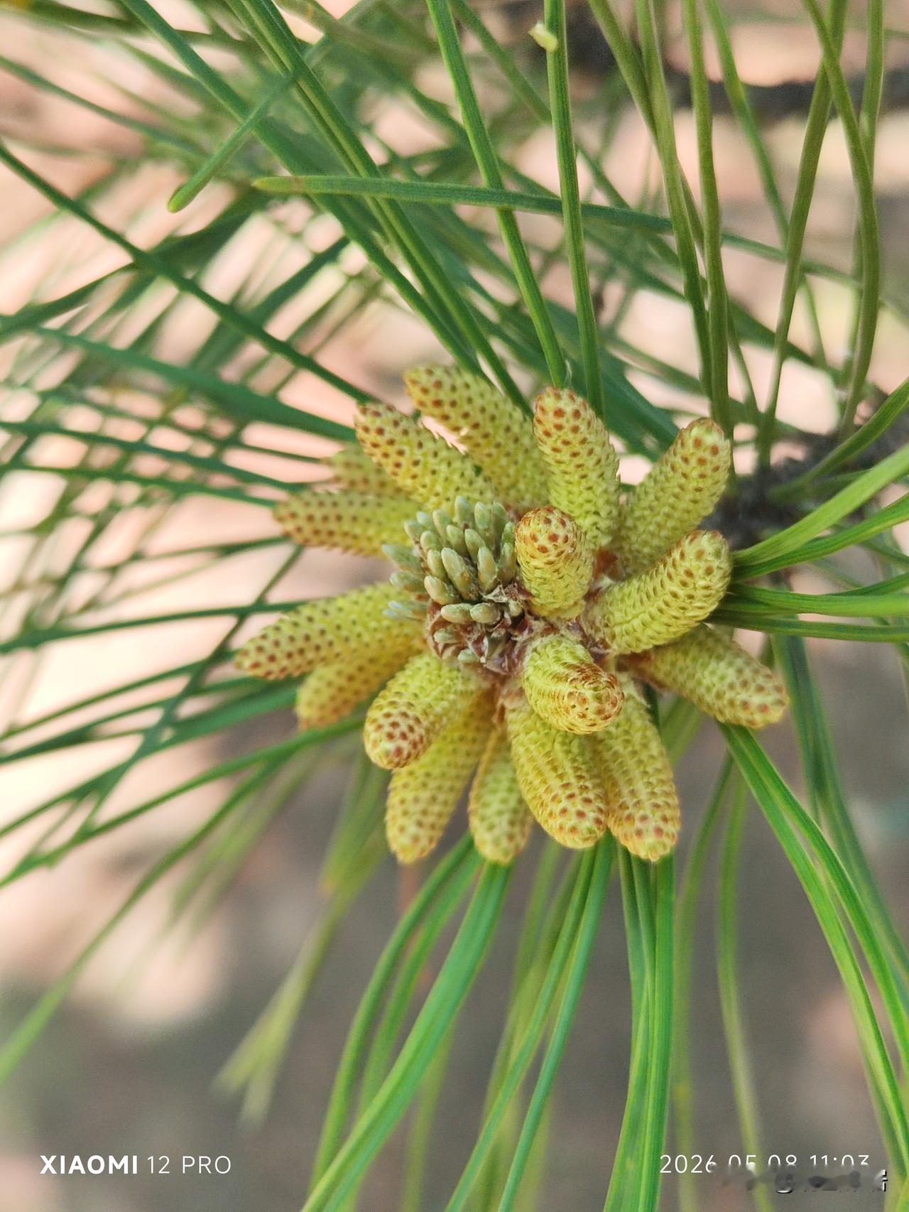 相册里的花花草草五月景色美如画，忍不住拿出手机，边走边拍，记录身边美丽风景。