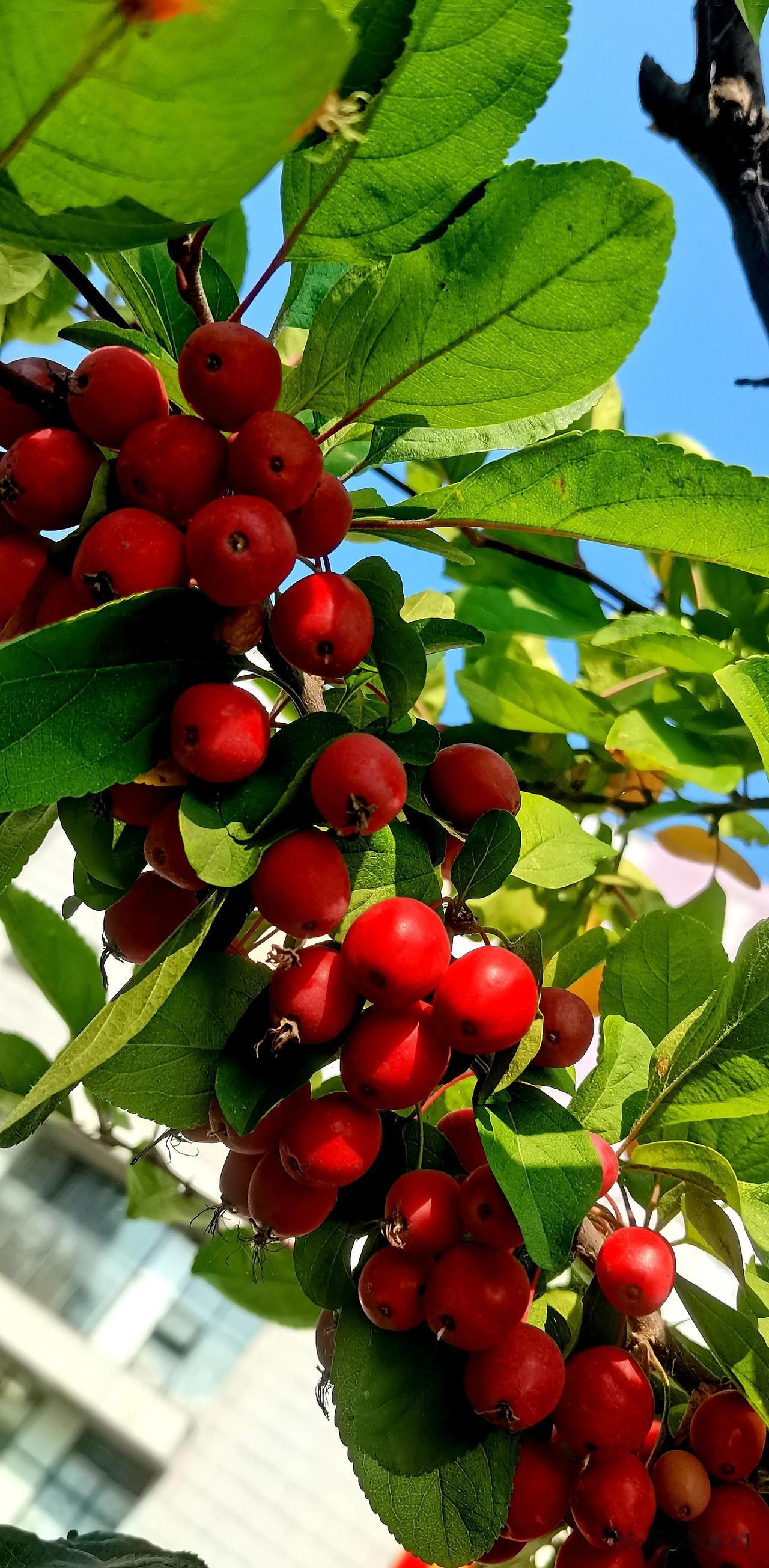 #醉美中秋赏味指南#（首发原创）
秋天  丰收的季节
美味的海棠果挂满了枝头
在