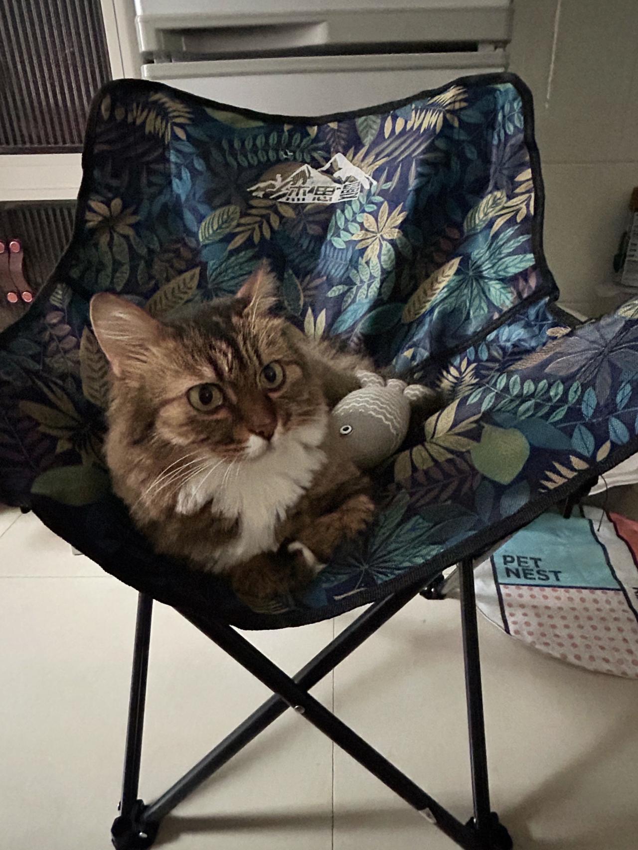 紫妹的歌声温柔又治愈🐱
请把我的歌，带回你的家杨紫 杨紫歌曲 萌宠猫咪日常