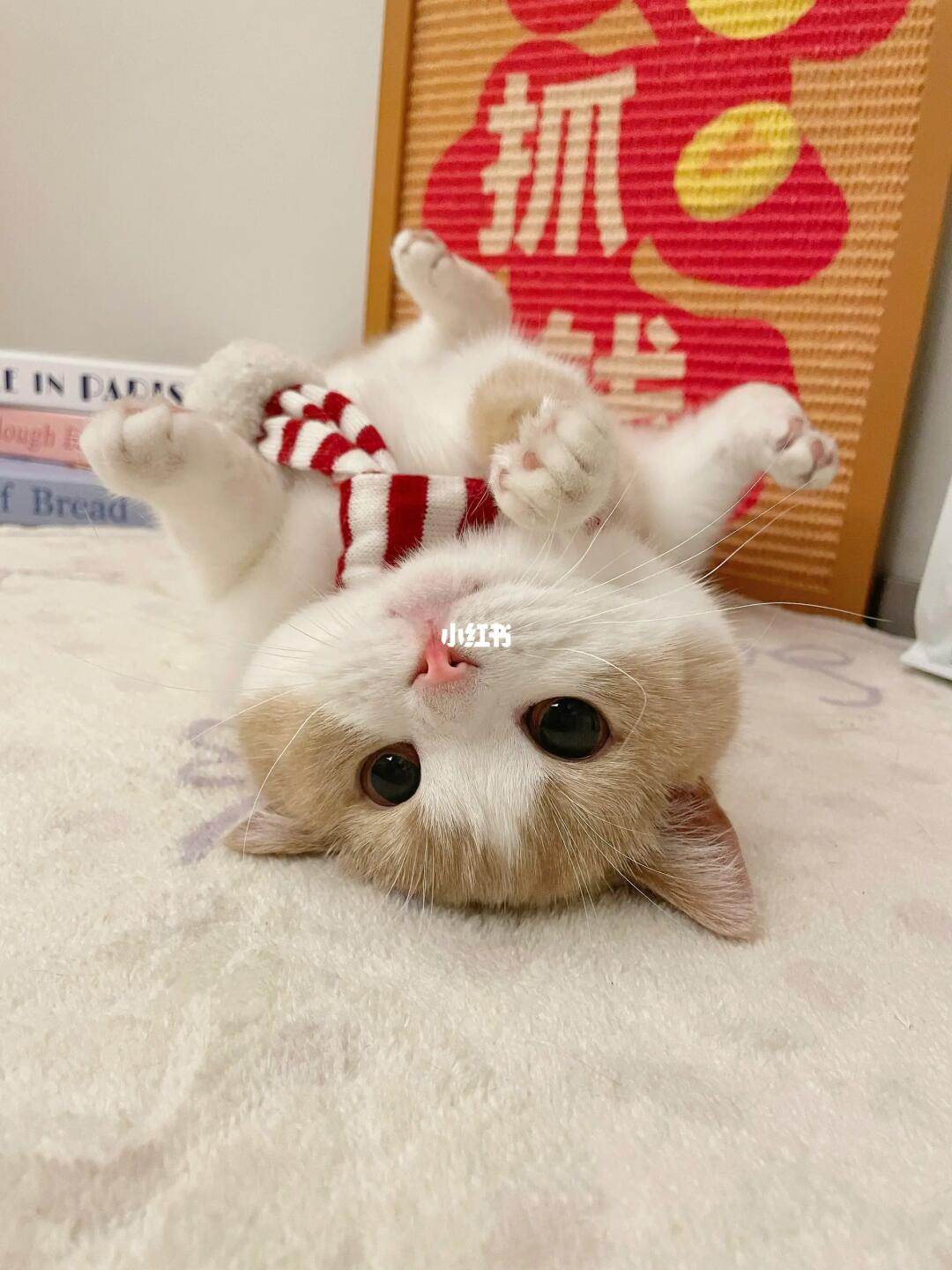 泥嚎～小猫书是这么发的嘛？