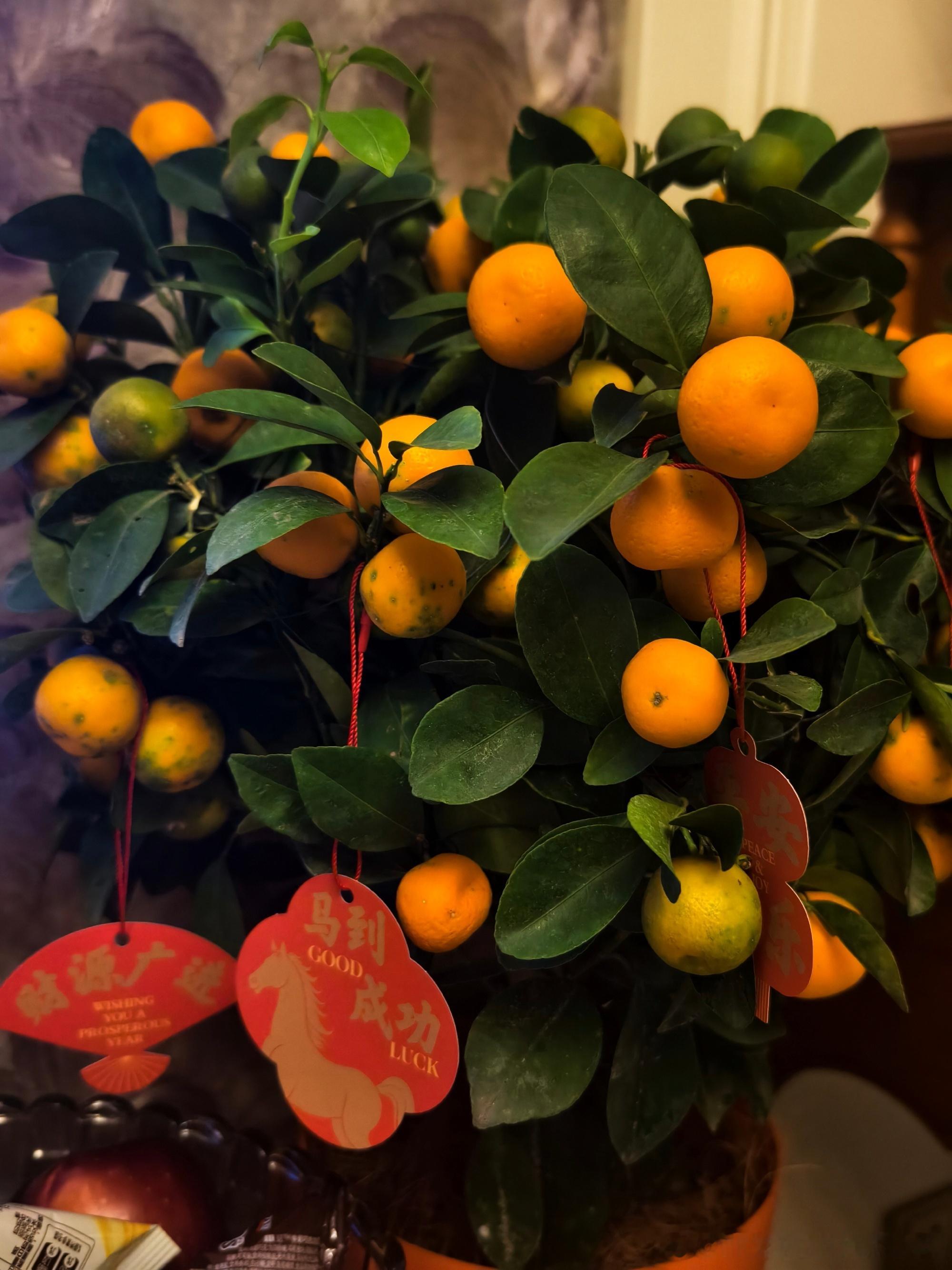 王橹杰除夕营业 王橹杰除夕营业新春快乐！✮⋆˙🎆马年大吉！晒年夜饭穿蓝色衬衫帅