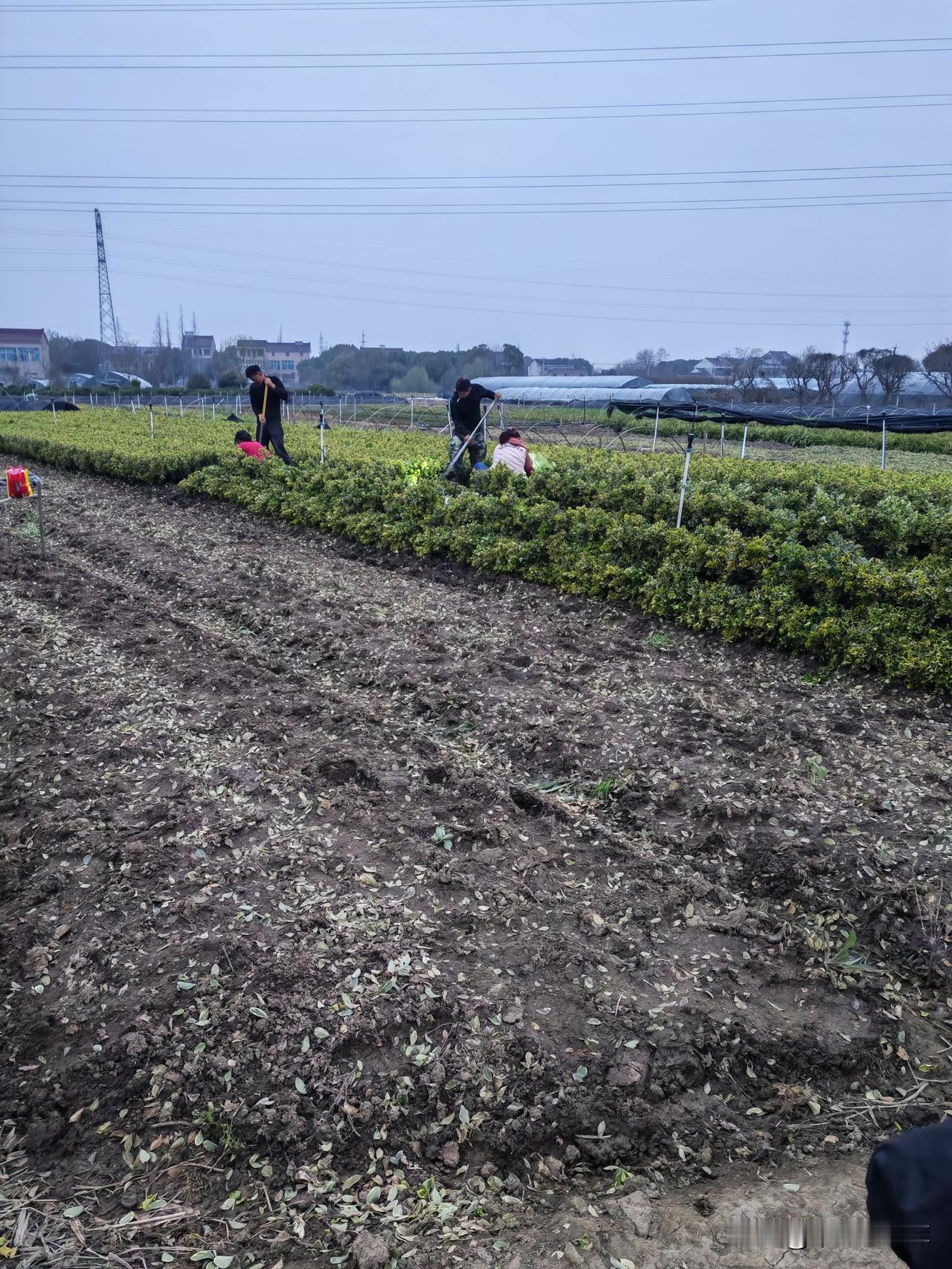 昨天有人对我苗木场要8000棵树苗
同样的挖树苗的活
小张夫妻今天挖了5000棵