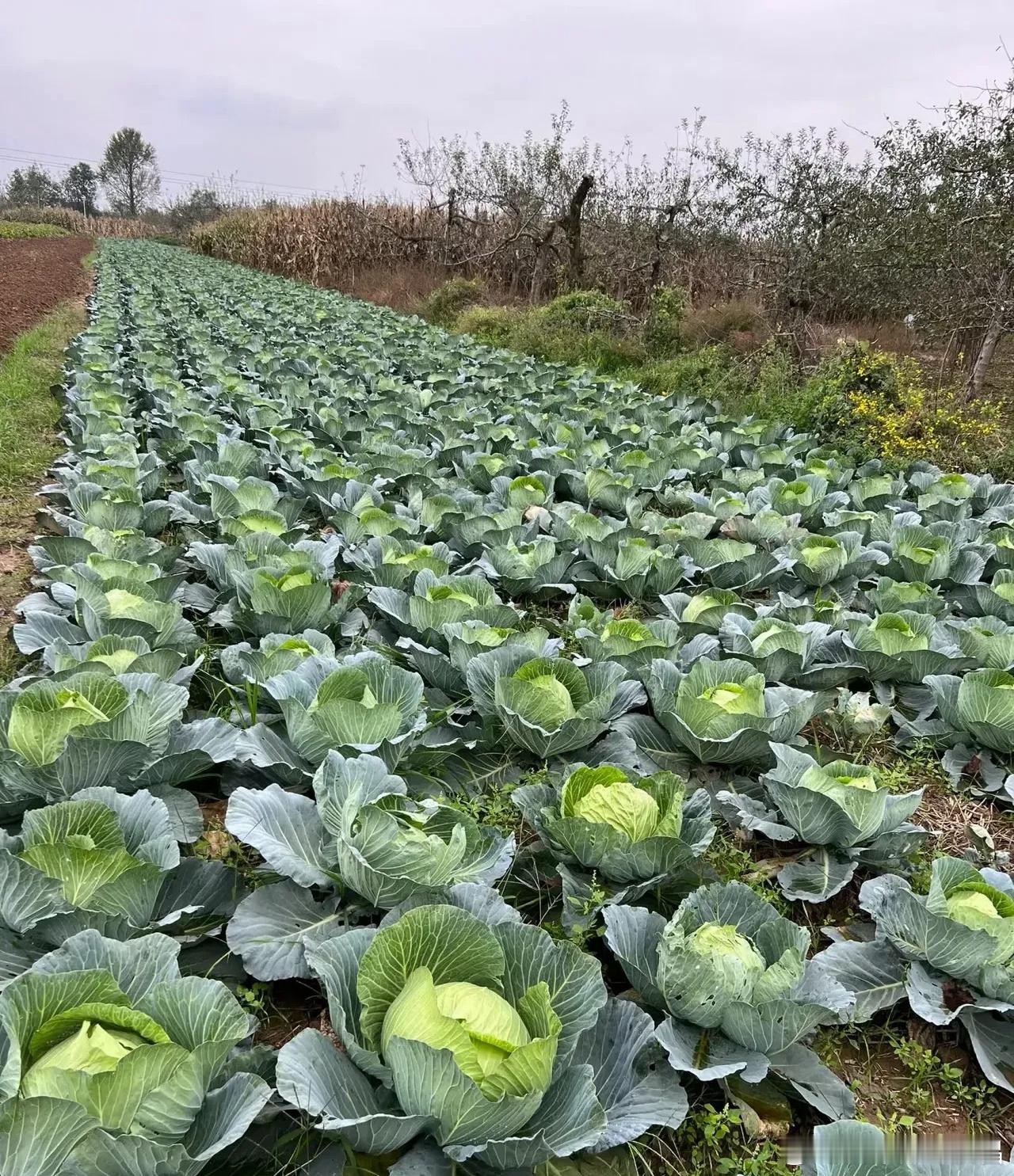 投资，需要像农民一样思考！如果你想要在任何领域有所成就，那么你一定要学会像农民一