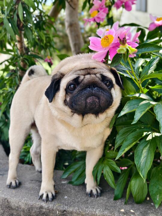 巴哥就是要配花花🌸