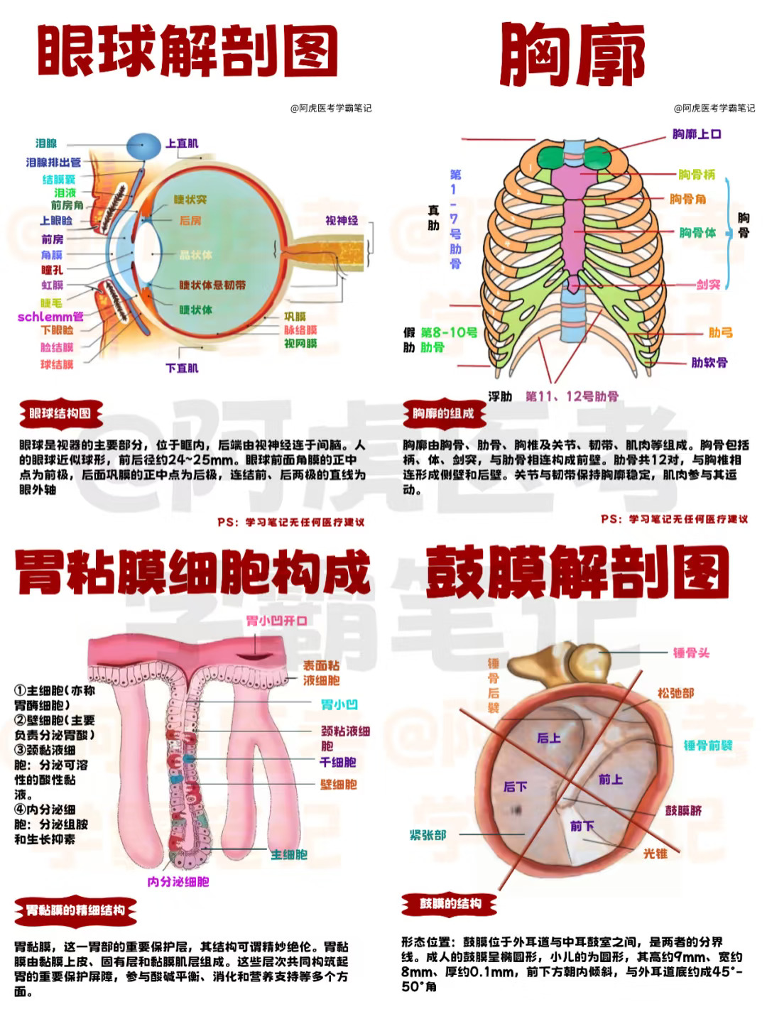 医学生笔记📒｜系统解剖学9👆