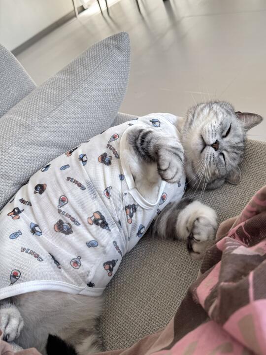 有没有🐱四脚朝天的睡姿！