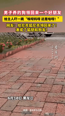 黑龙江，一男子养的狗子不见了，喊了一声后，狗子竟跑了回来，令男子没想到的是，狗子