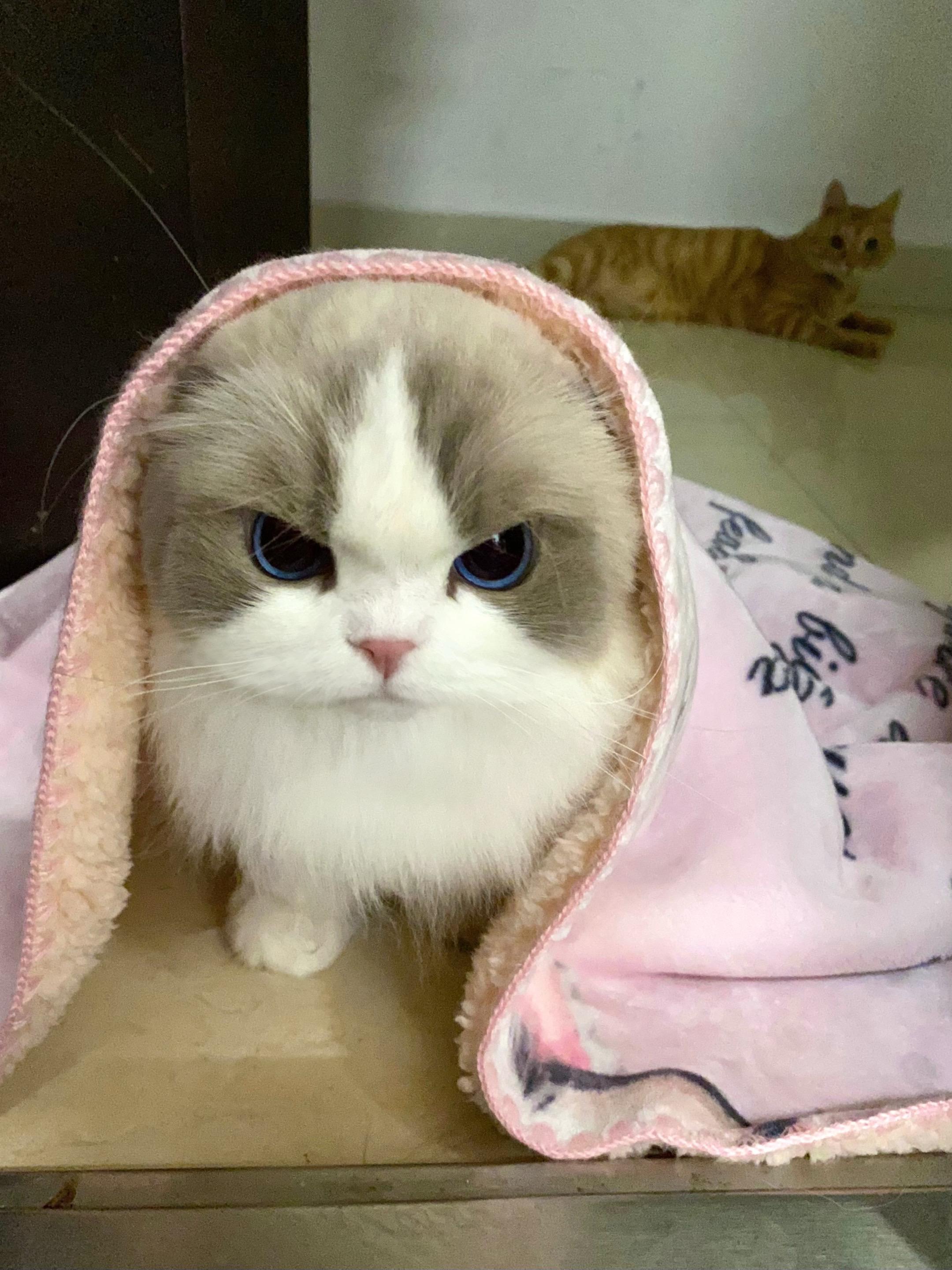 半夜把小猫摇醒 气炸了。赌气裹着小被子就要出去睡！ 一脸不高兴 难哄