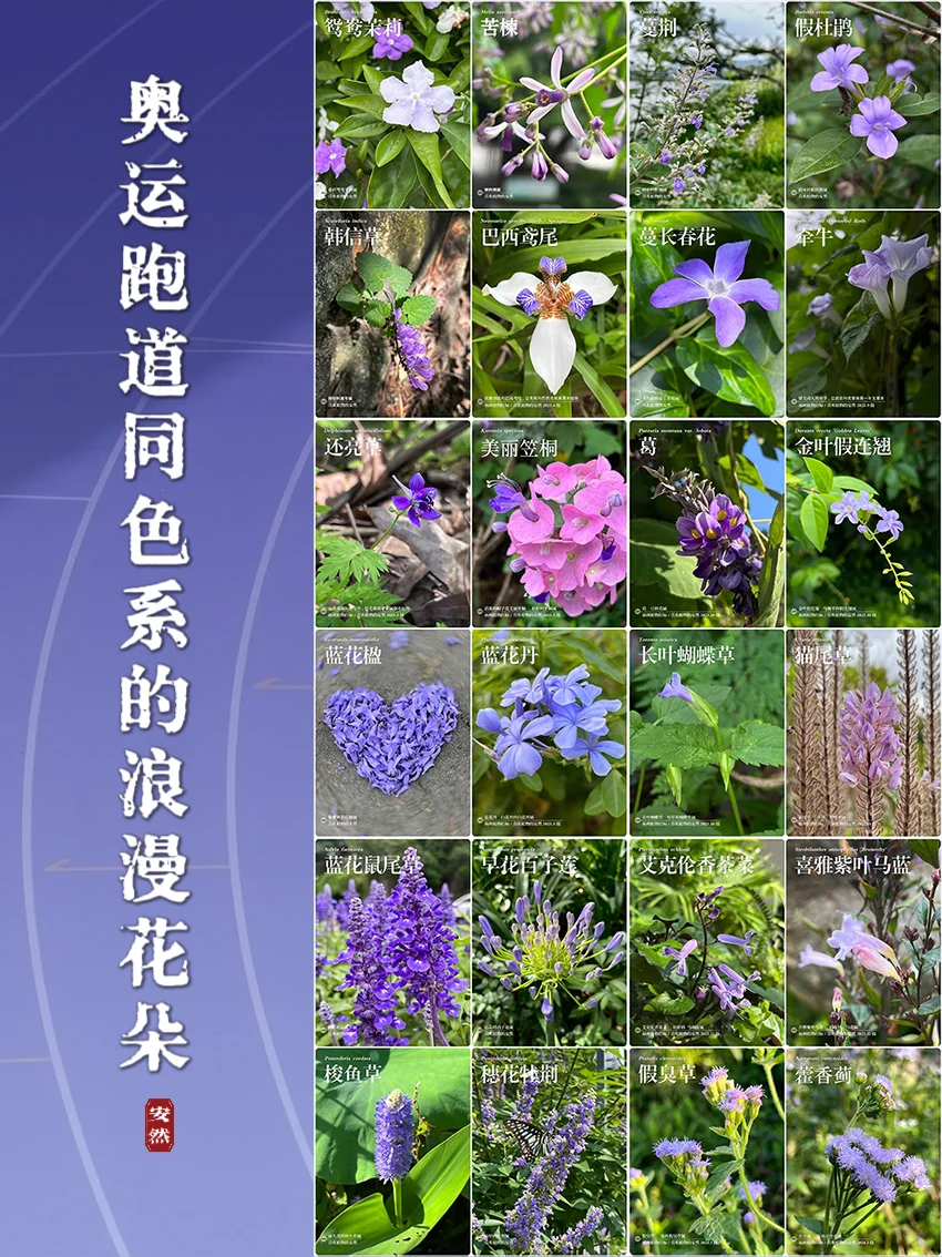 分享｜与巴黎奥运会跑道同色系的花朵