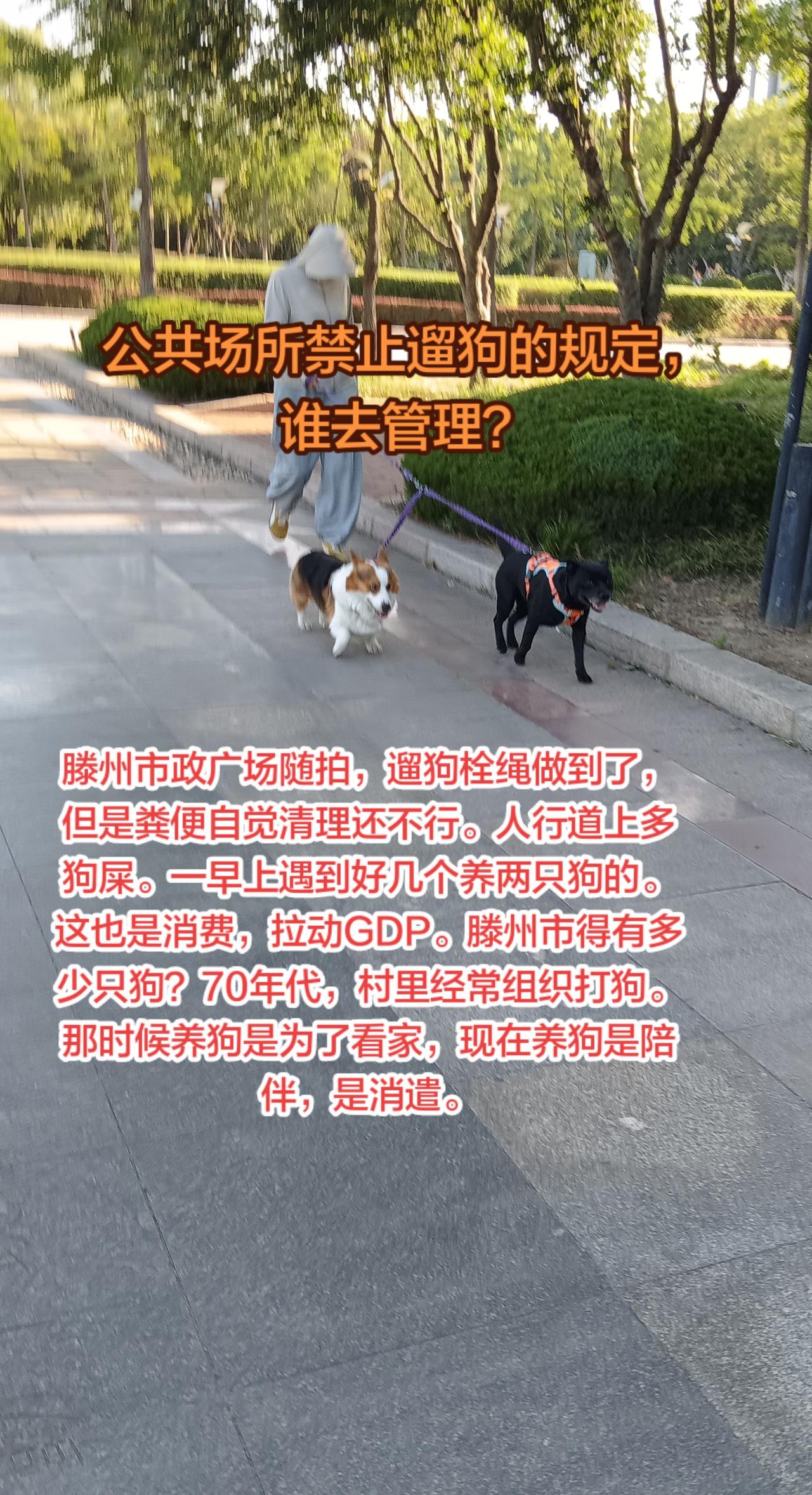 市政广场，市民公园成了遛狗的场所，警示牌明明写着不准在公共场所遛狗，养狗人是视而