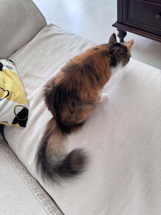 猫咪已经到了换毛季了吗？中长毛猫变短毛猫