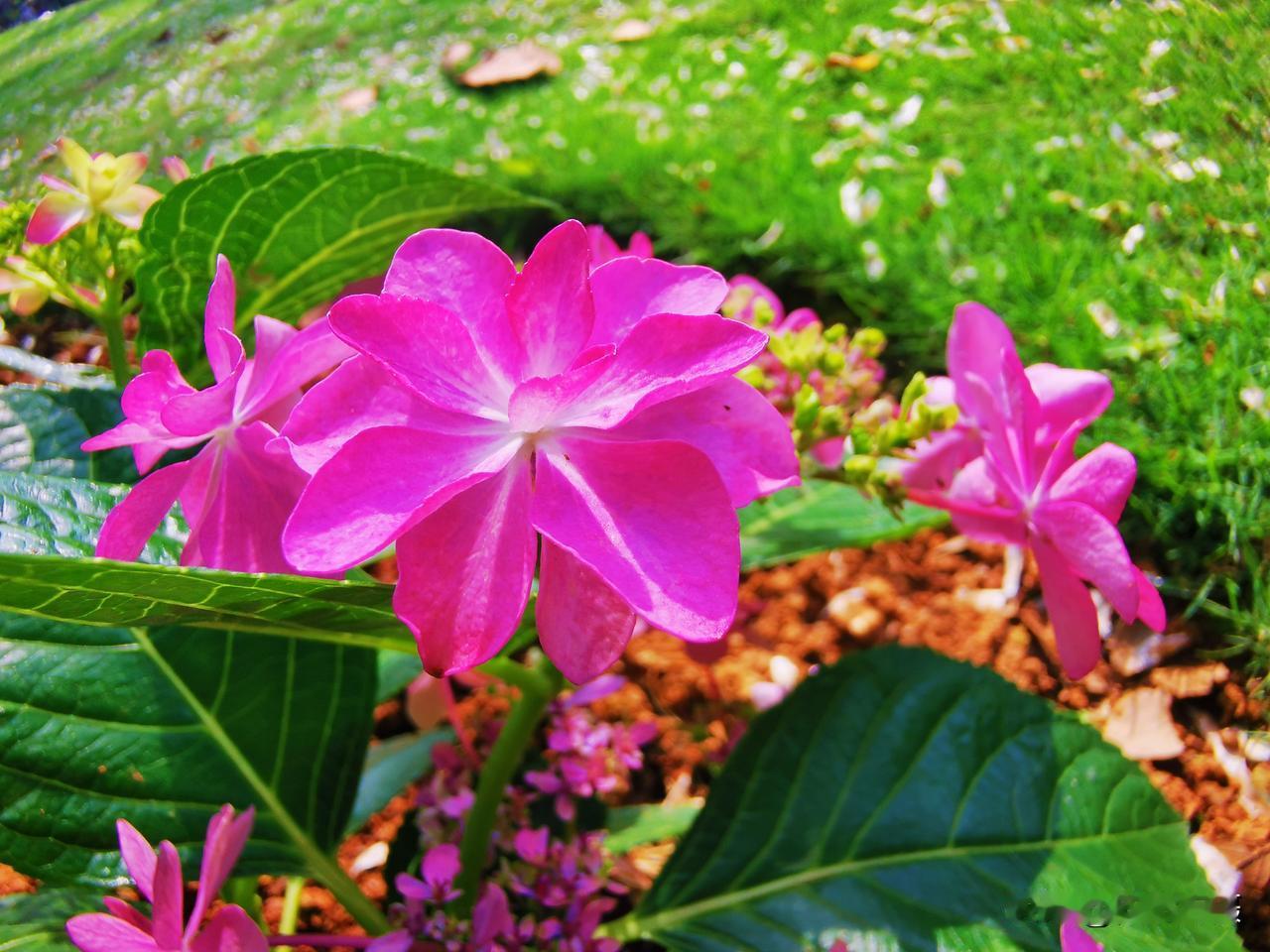 春日生活打卡季绣球花开的季节（手机随拍）