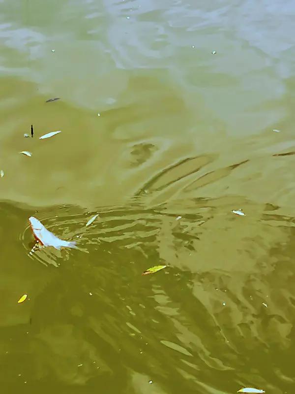 想象一下，在热闹的客家宴席上，大家围坐在一起共享美食。突然有人尝了一口菜，轻轻摇