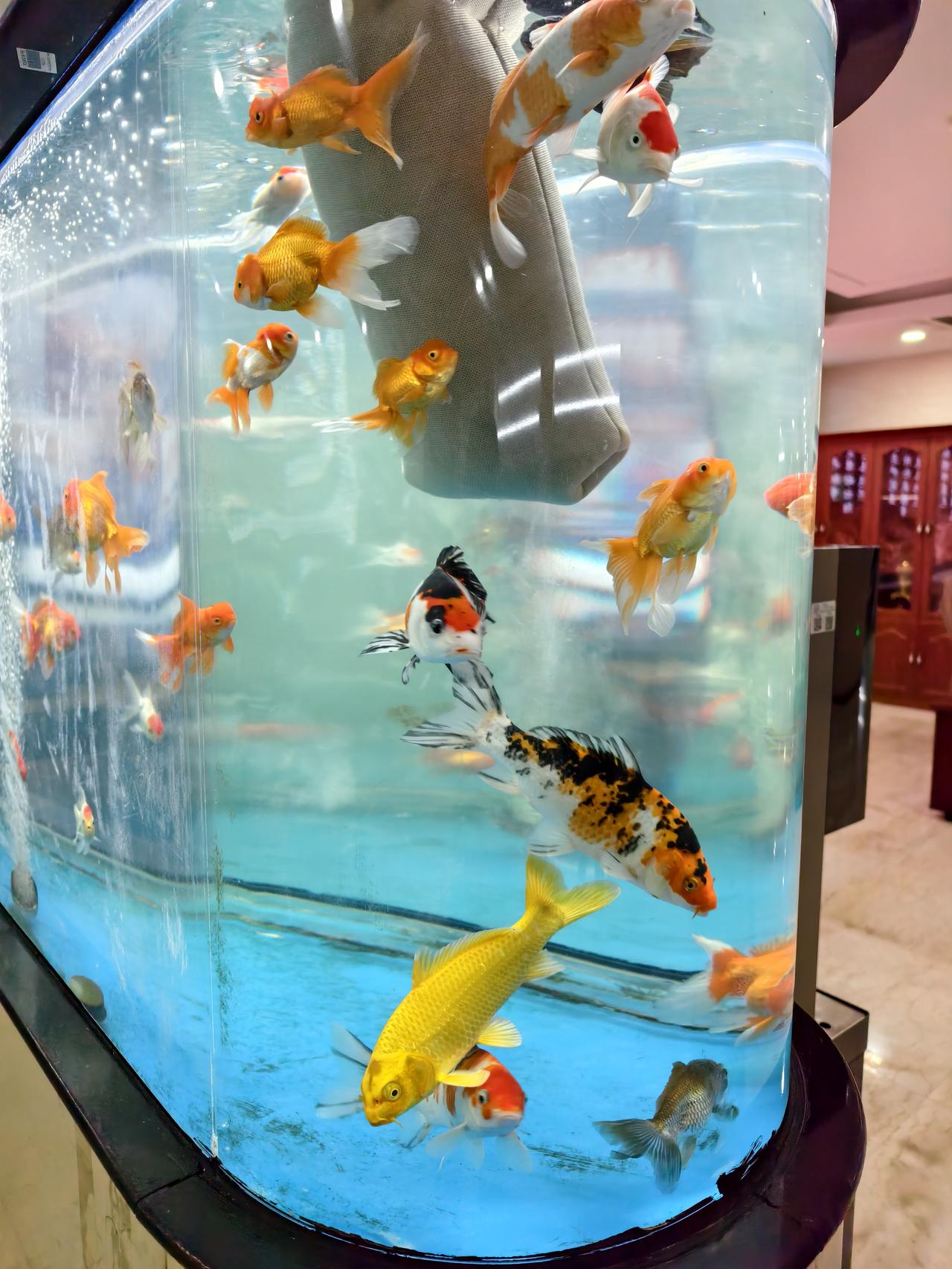 水族箱里的鱼儿，时刻都在等你来投喂，但是每次投食不要多，要给鱼儿饥饿感，否则，后