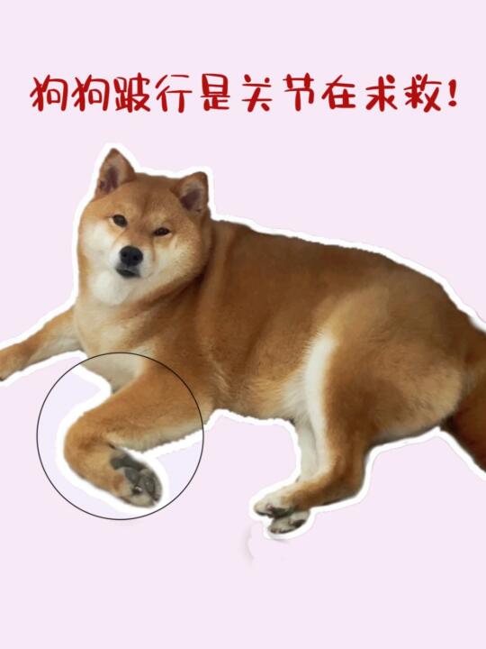 狗狗跛行是关节在求救！