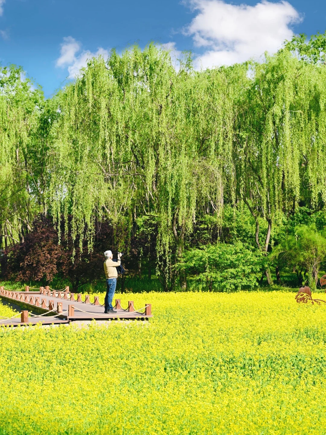 4.28📸北坞公园油菜花开🌼五一踏春好去处