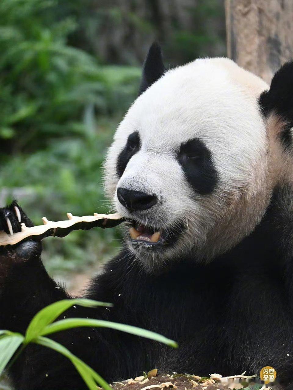 熊猫守护者 一身蓬松黑白绒毛，揣着圆滚滚小肚肚，啃笋打滚晒太阳，小熊的日子全是松