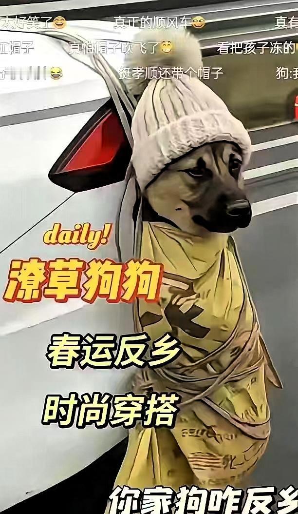 今年春运路上，一只狗狗意外成了网红！因为狗狗晕车，主人无法将它安置在车内，便用布