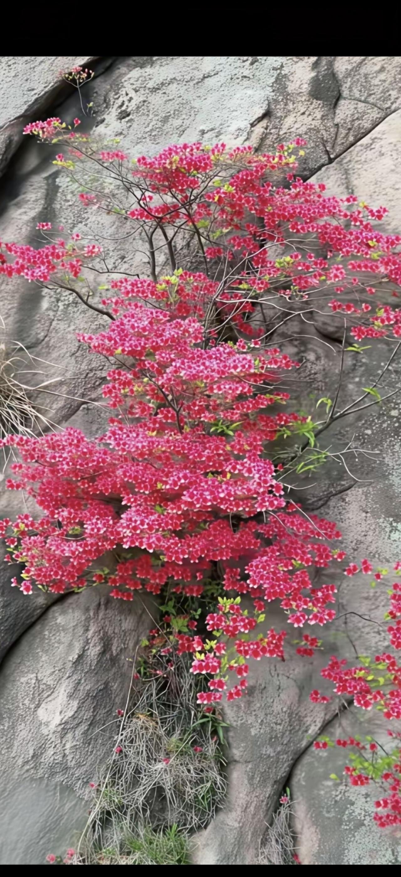 这棵花长得好鲜艳啊！