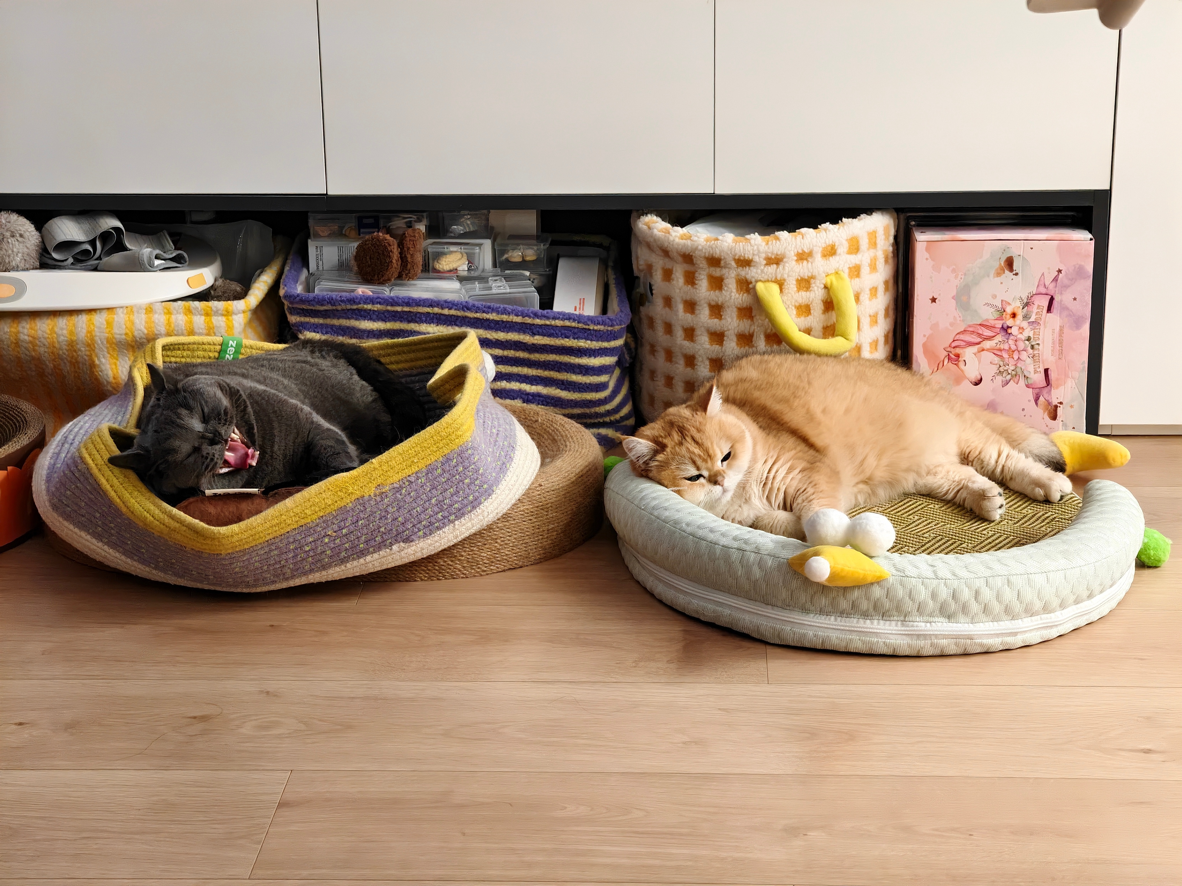 想了想万一真的有强震要一起捞走两头猪好像真的有点困难。。。