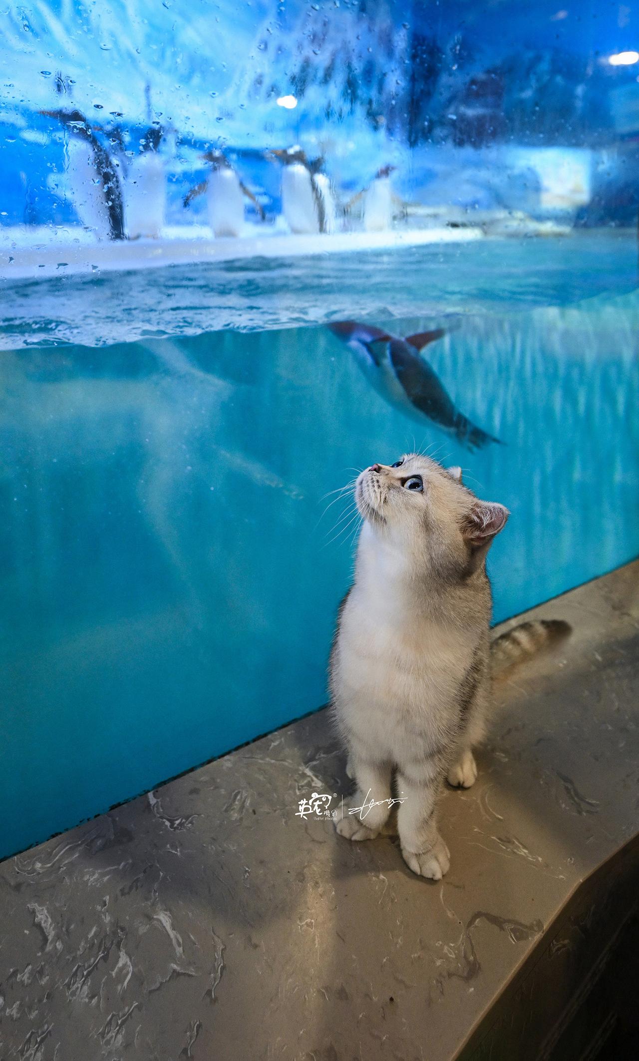 Oi
看看这些大猫看到我们小猫小狗多惊讶🤪
【哈尔滨拍摄】