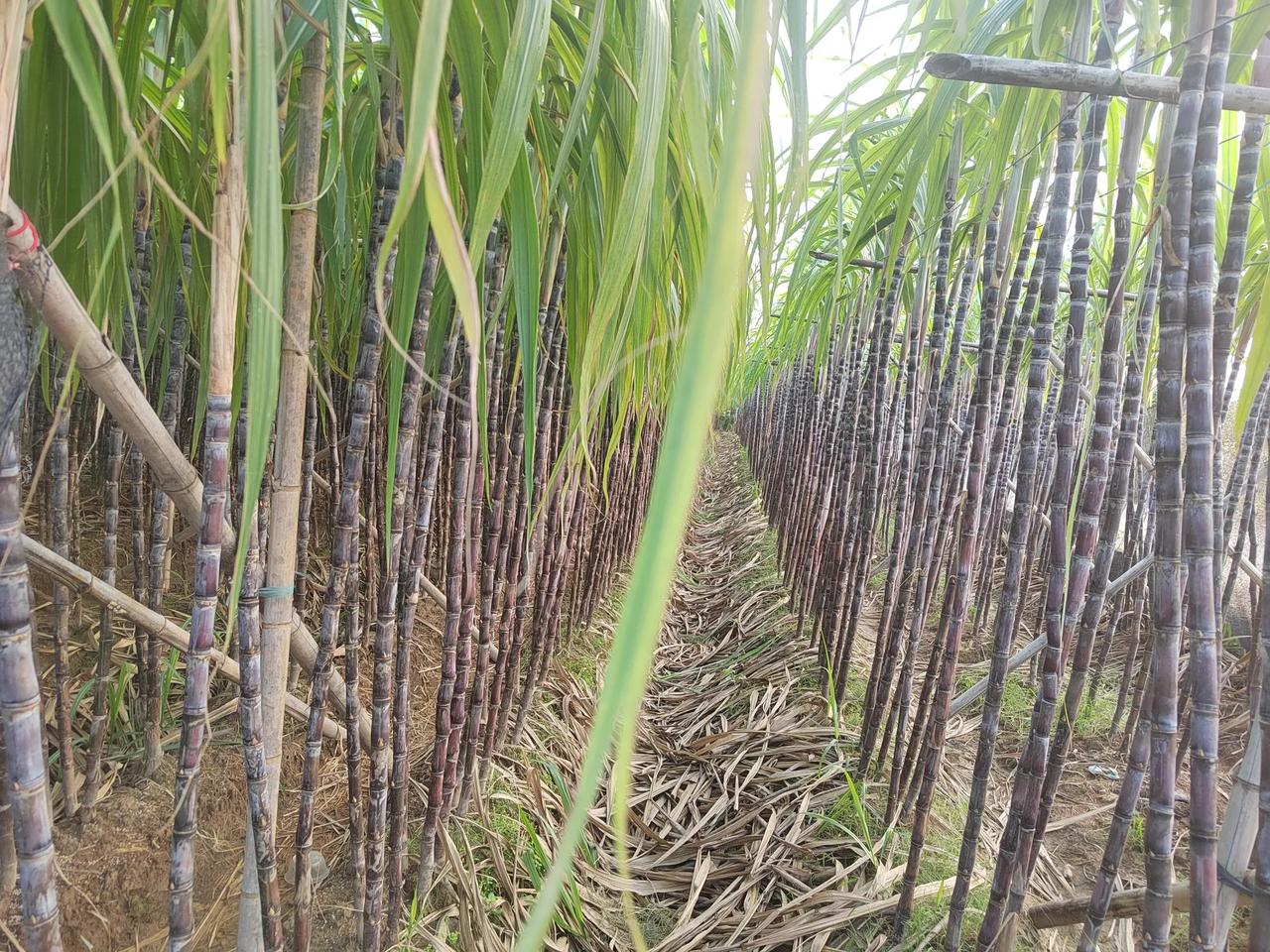 目前，正是甘蔗成熟上市的季节，今天自驾到南沙斩蔗，田头一排排的甘蔗随便挑，黑皮5