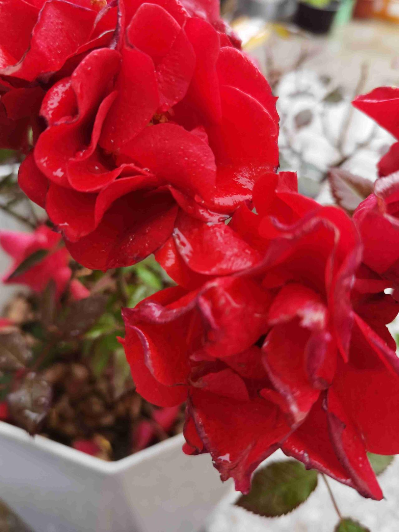 我的今日状态：😪没睡醒
我这里的天气：🌧下雨
下雨天适合睡觉，这一天，睡了醒