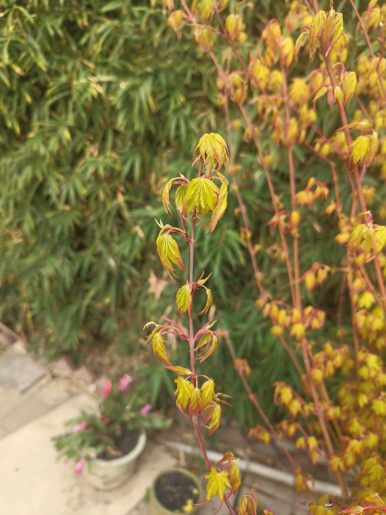 写在盘前。
今天暂时也没什么可以操作的。就看看自己票冲的怎么样。
swdz目标是