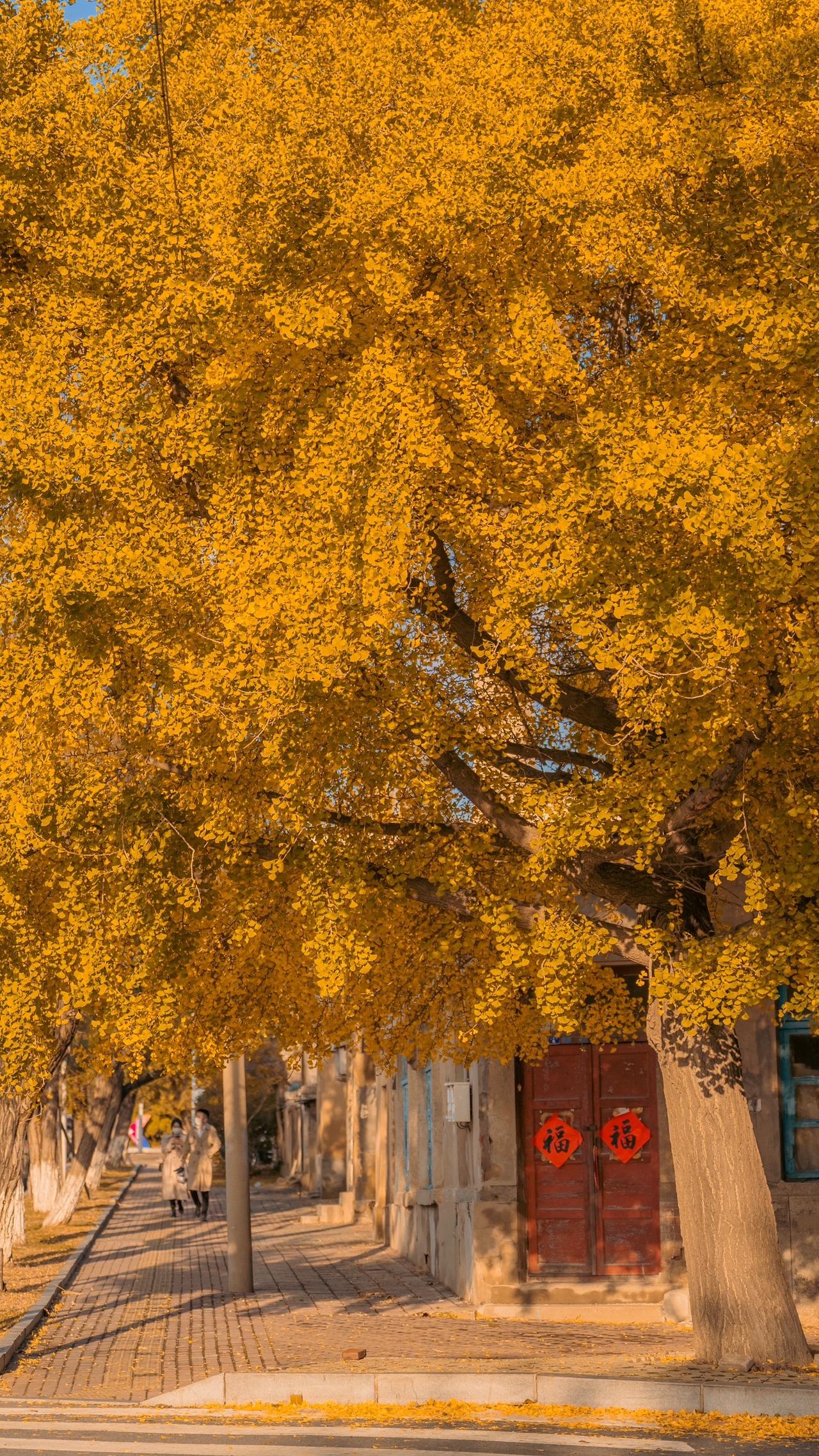 可惜你不来大连 不知道大连的秋天有多美 🍂 #大连  #赴一场银杏叶的黄金盛宴