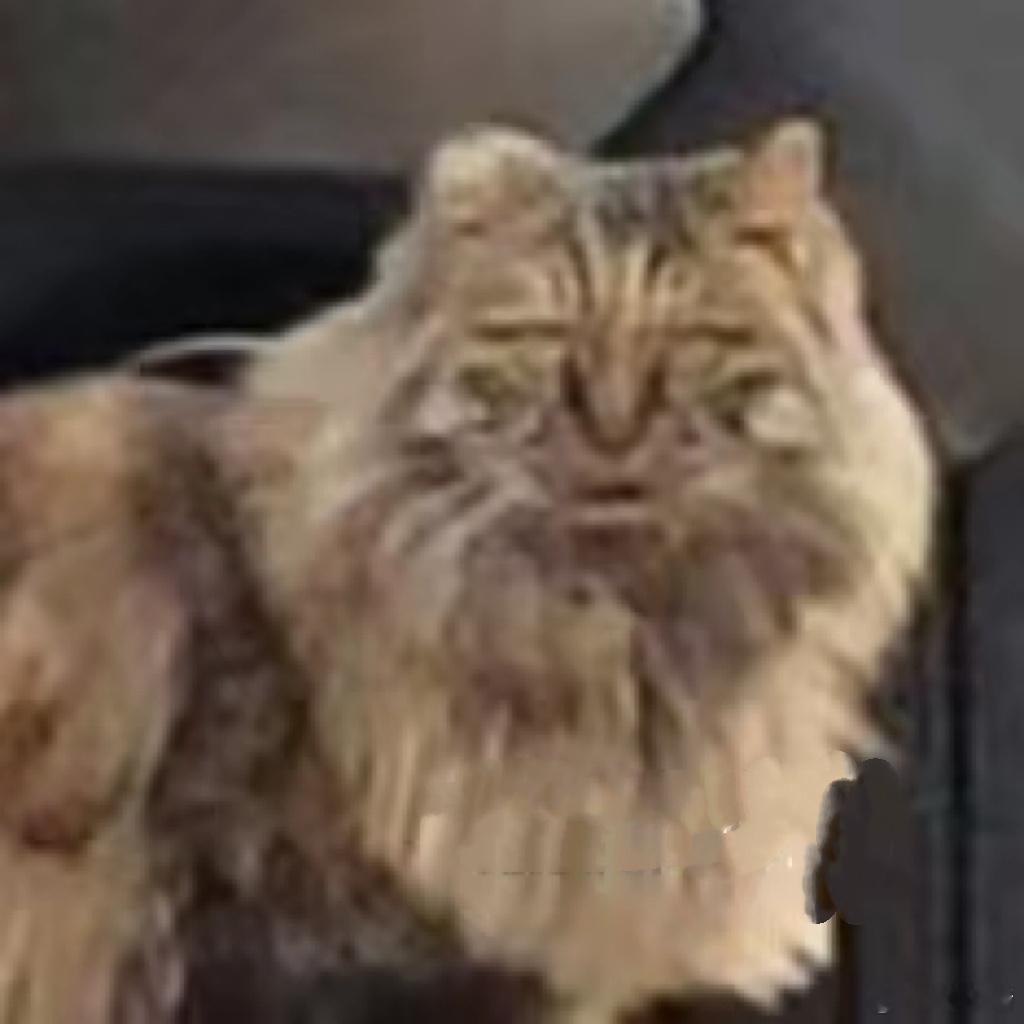 存一个最爱丑猫九宫格 