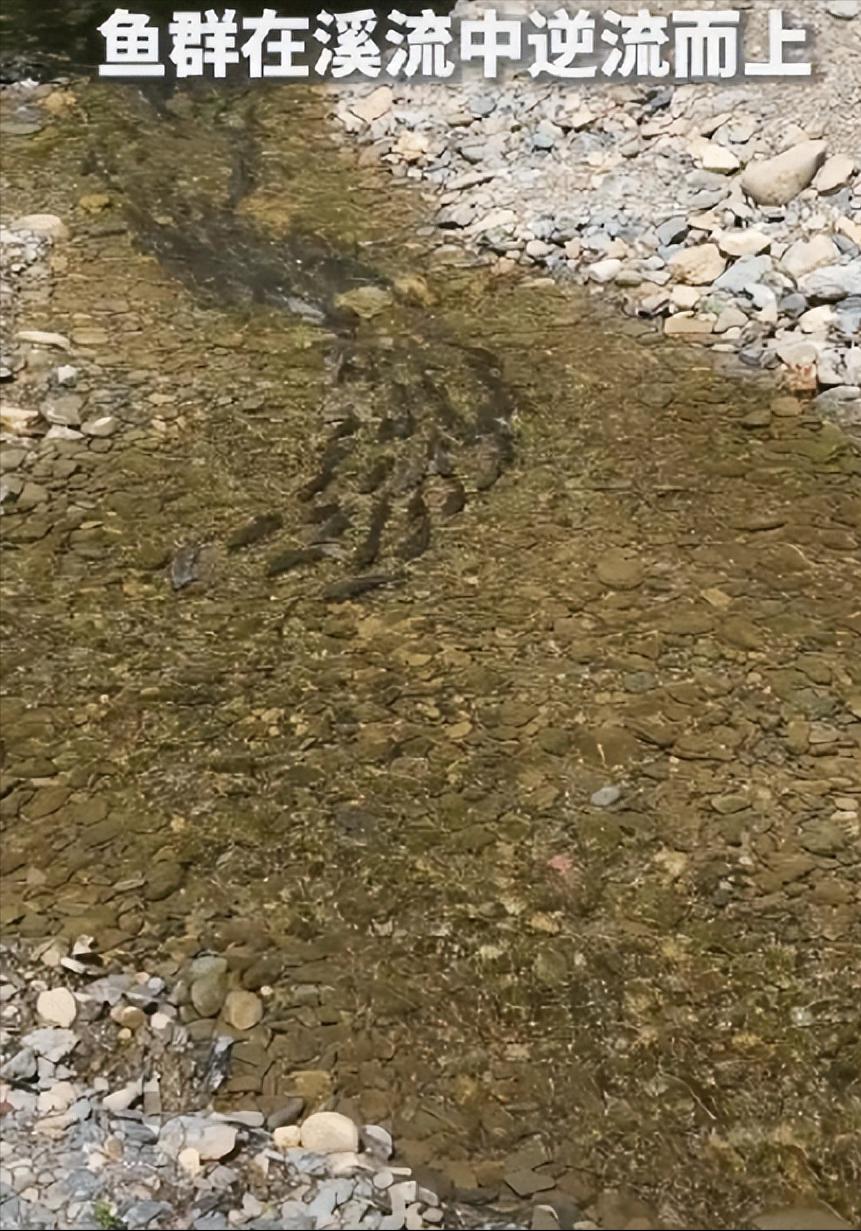“这鱼群做梦都没想到它上人民日报了！”云南广南，一女子在溪边散步，不料刚走到浅滩