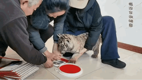 别在抱怨自己不容易了，看看这个，不要说人了，百兽之王，为了有口饭吃，都在辛苦工作