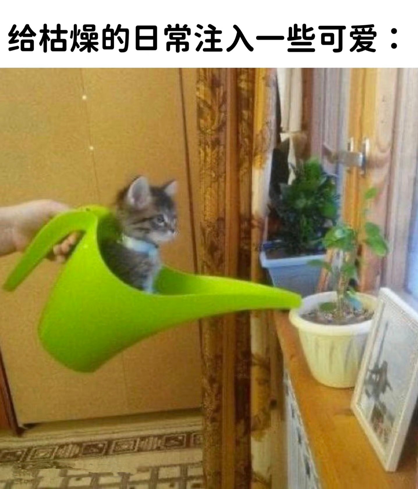 今日份的猫猫梗图 