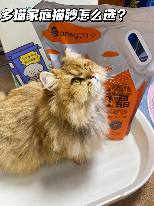 多猫家庭猫砂怎么选呢？